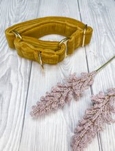 Load image into Gallery viewer, Mustard Luxe Velvet Martingale collar