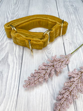 Load image into Gallery viewer, Mustard Luxe Velvet Martingale collar